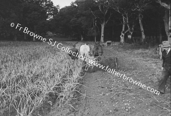 LIFTING POTATO CROP OAKWOOD TRAINGLE